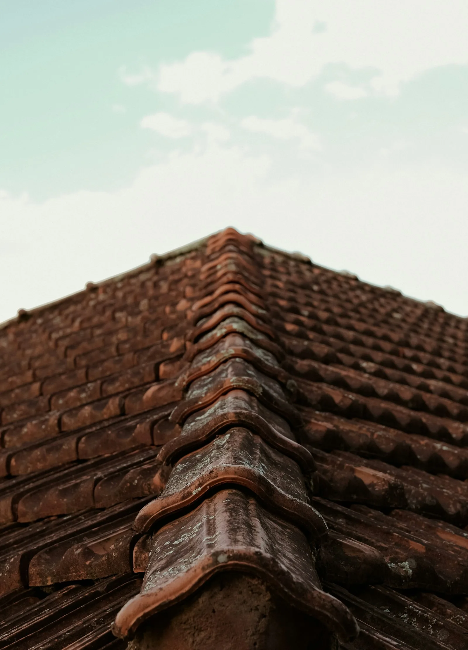 Black roof rat climbing a palm trunk beside a Florida home roofline